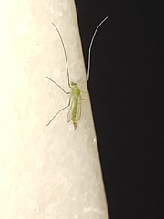 Chironomidae