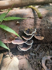 Nigroporus vinosus