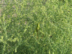 Schistocerca shoshone