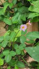 Oxalis cratensis