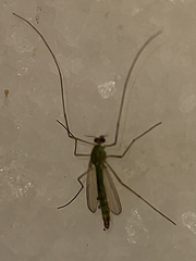 Chironomidae