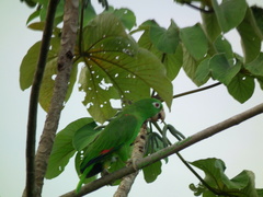 Amazona ochrocephala panamensis