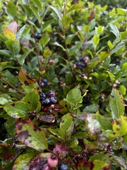 Vaccinium pallidum