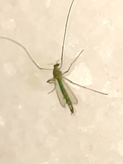 Chironomidae