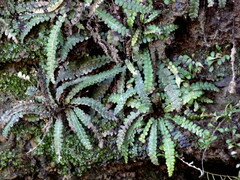 Blechnum blechnoides