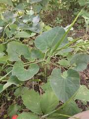 Aristolochia clematitis