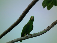 Amazona ochrocephala panamensis