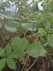 Aristolochia clematitis