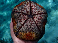 Culcita novaeguineae