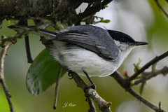 Polioptila plumbea