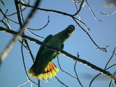 Amazona ochrocephala panamensis
