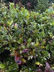 Vaccinium pallidum