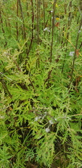 Artemisia messerschmidtiana