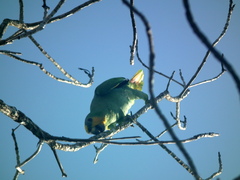 Amazona ochrocephala panamensis