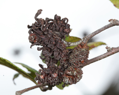 Taphrina robinsoniana