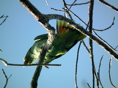 Amazona ochrocephala panamensis