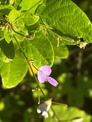 Desmodium ciliare