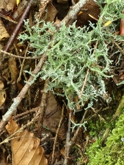Cladonia uncialis
