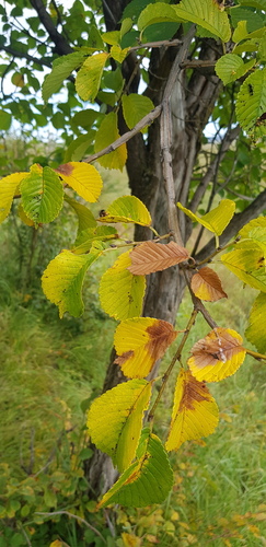 Large-fruited elm (Ulmus macrocarpa)