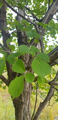 Ulmus macrocarpa