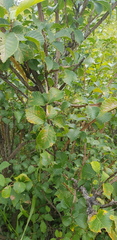 Ulmus minor