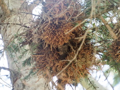 Arceuthobium campylopodum