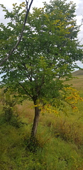 Ulmus davidiana