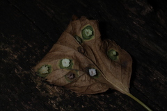 Pachypsylla celtidisasterisca