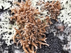 Sphaerophorus fragilis