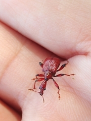 Paratrachelophorus nodicornis