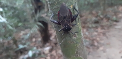 Pachylis pharaonis