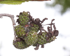Taphrina robinsoniana