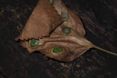 Pachypsylla celtidisasterisca