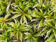 Climacium dendroides