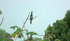 Anhinga anhinga anhinga