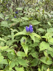 Gentiana andrewsii