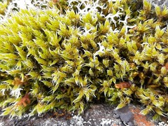 Racomitrium lanuginosum