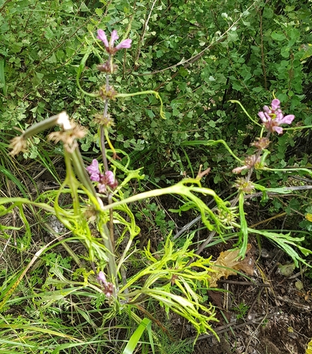 Honeyweed (Leonurus sibiricus)