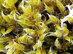 Racomitrium lanuginosum