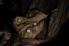 Pachypsylla celtidisasterisca