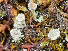 Cladonia pleurota
