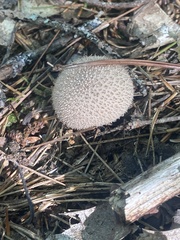 Lycoperdon echinatum