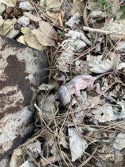 Sciuridae