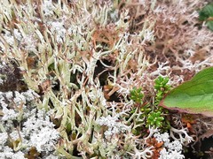 Cladonia uncialis