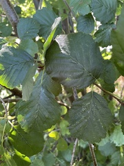 Alnus glutinosa
