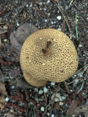 Scleroderma areolatum