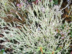 Cladonia uncialis
