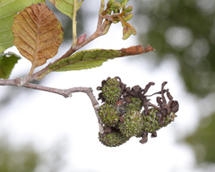Taphrina robinsoniana