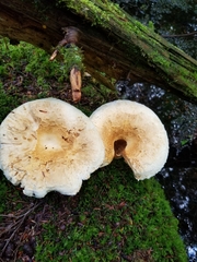 Lactifluus deceptivus
