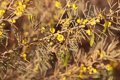 Senna artemisioides